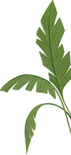 Plant Leaf Illustration